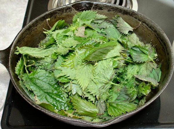 Top dressing with nettle plants: how to cook