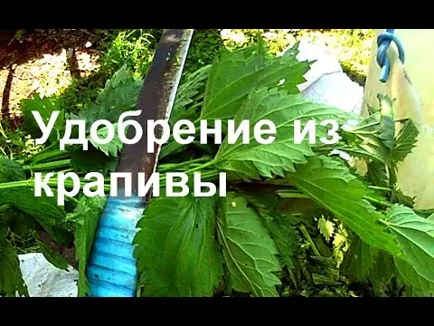 Top dressing with nettle plants: how to cook