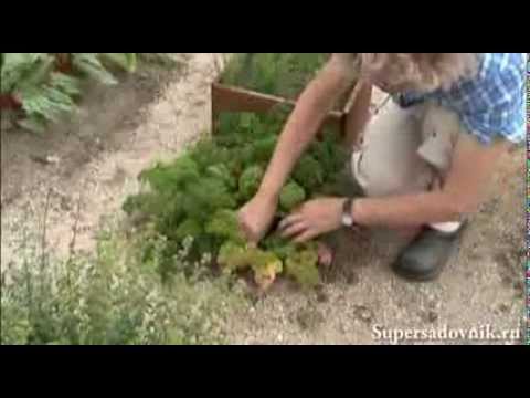 Top dressing with nettle plants: how to cook