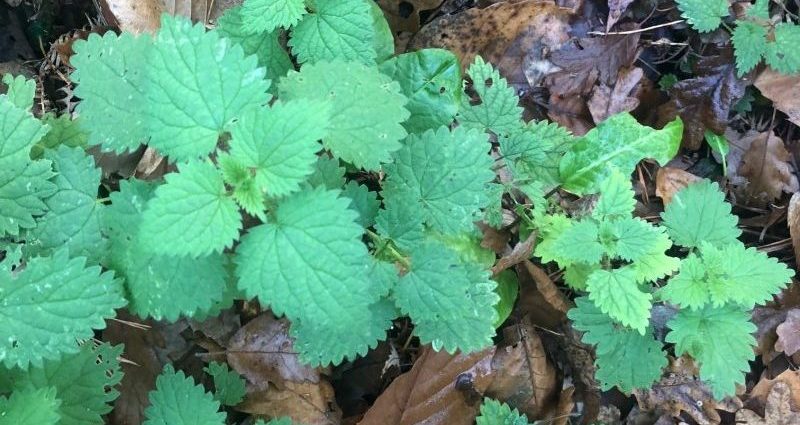 Top dressing with nettle plants: how to cook