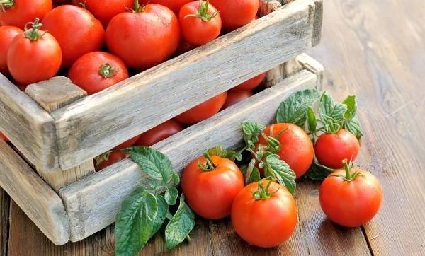 Top dressing with yeast of tomatoes and cucumbers