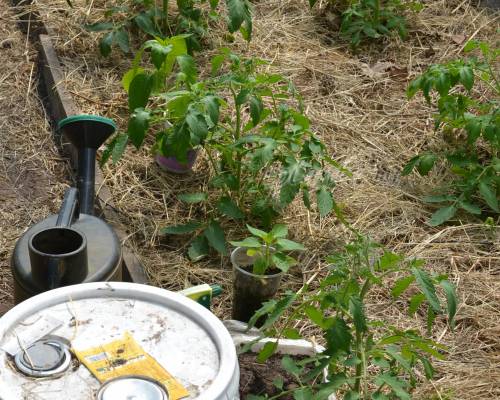 Top dressing Zdraven for tomatoes 