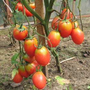 Top dressing Zdraven for tomatoes 