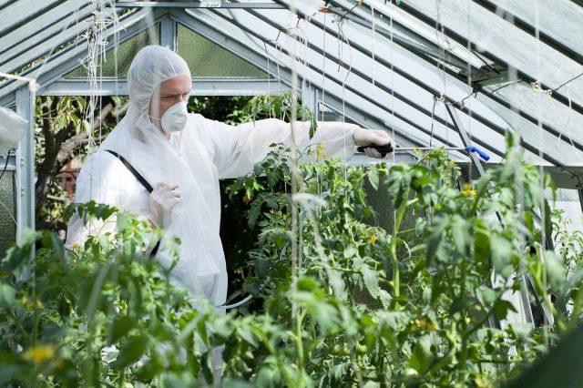 Top rot of tomatoes in the greenhouse: how to fight, photos, causes, treatment