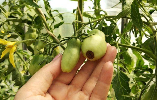 Top rot of tomatoes in the greenhouse: how to fight, photos, causes, treatment