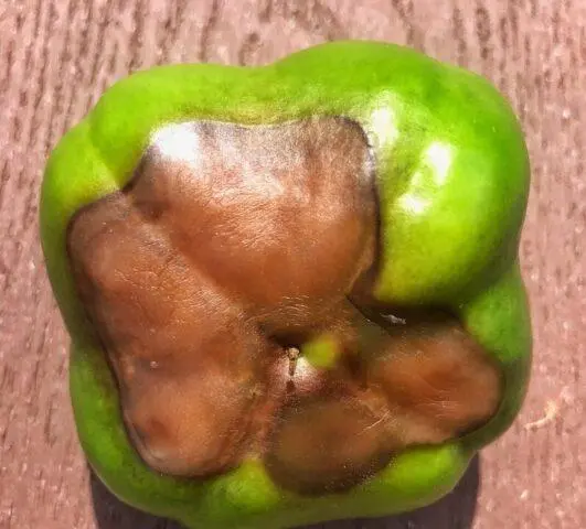 Top rot on peppers: what to do, how to treat, photo