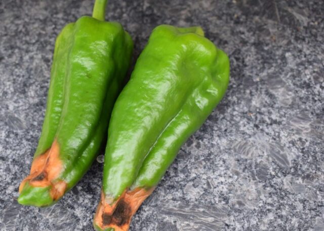 Top rot on peppers: what to do, how to treat, photo