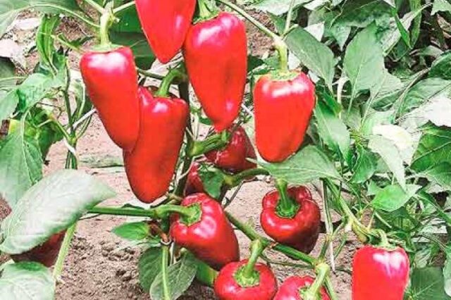 Top rot on peppers: what to do, how to treat, photo