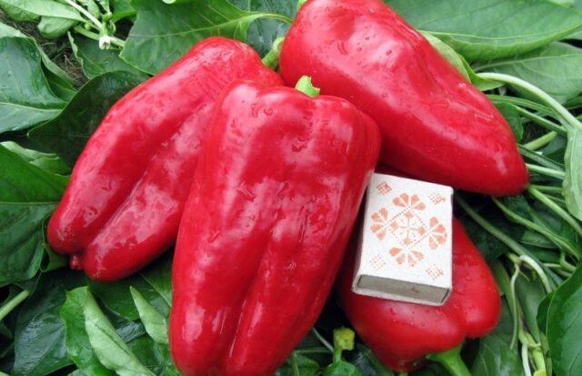 Top rot on peppers: what to do, how to treat, photo