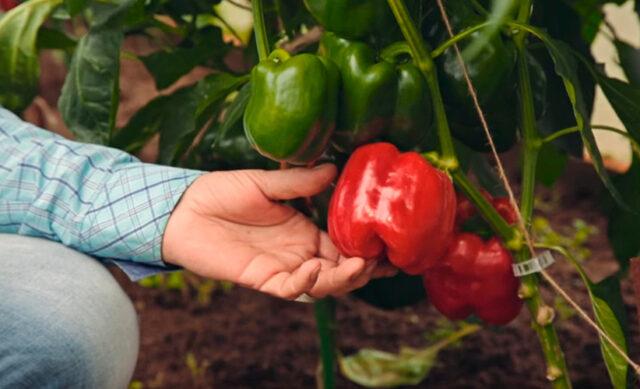 Top rot on peppers: what to do, how to treat, photo