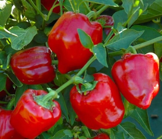 Top rot on peppers: what to do, how to treat, photo