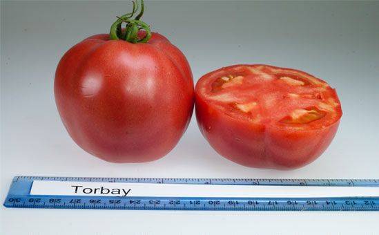 Torbay tomato F1: characteristics and description of the variety