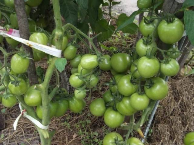 Torbay tomato F1: characteristics and description of the variety