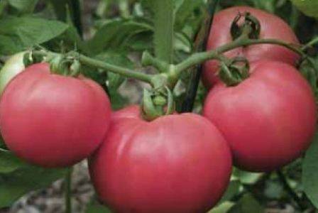 Torbay tomato F1: characteristics and description of the variety