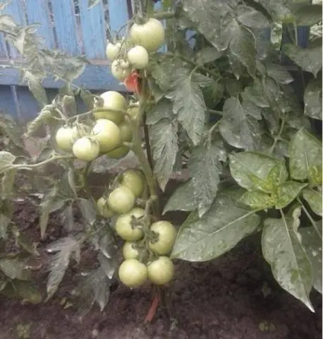 Torbay tomato F1: characteristics and description of the variety