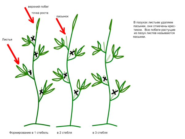 Torbay tomato F1: characteristics and description of the variety