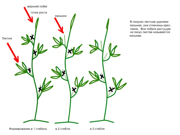 Torbay tomato F1: characteristics and description of the variety