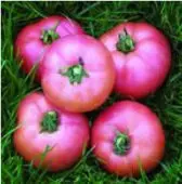 Torbay tomato F1: characteristics and description of the variety