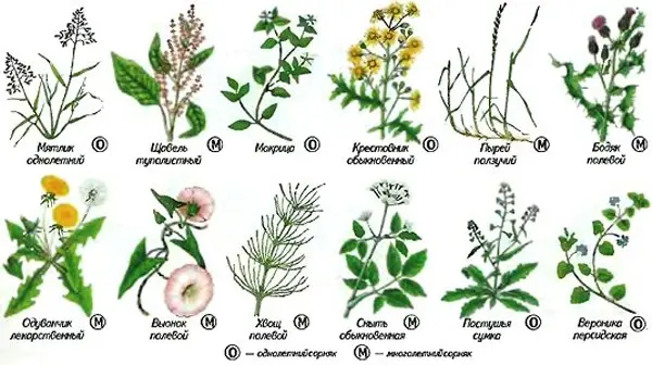 Tornado from weeds: composition, purpose, mechanism of action, pros and cons + instructions for use and consumption rates