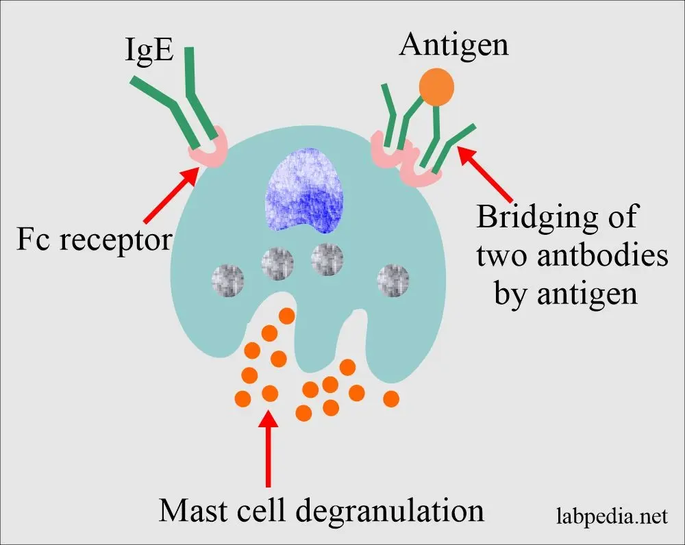 Total IgE &#8211; test, standards, indications, role. What is the testing of the level of allergic antibodies?