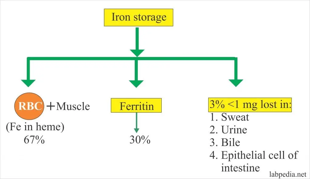 Total iron binding capacity (TIBC)