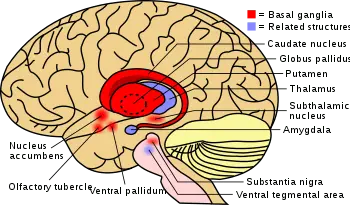 Tourette&#8217;s syndrome