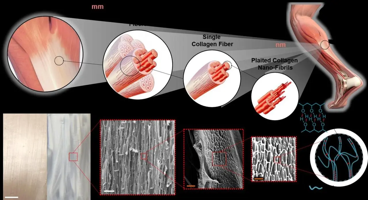 Toward the artificial tendons