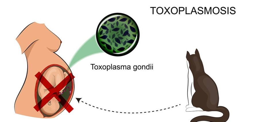 Toxoplasmosis &#8211; is a cat an enemy of a pregnant woman?