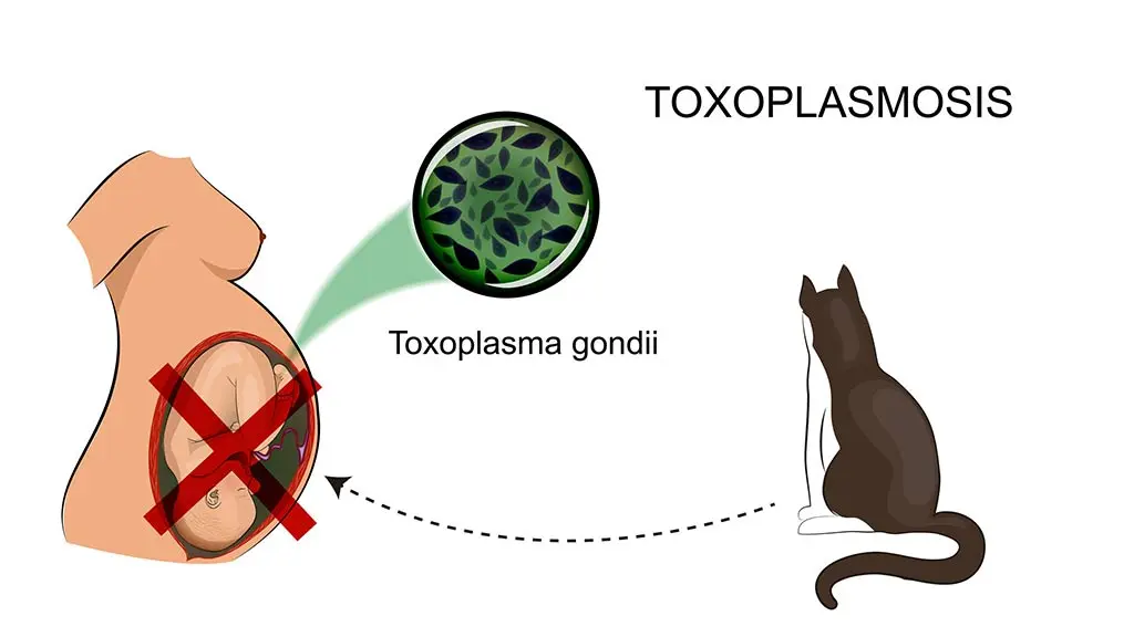 Toxoplasmosis &#8211; is a cat an enemy of a pregnant woman?