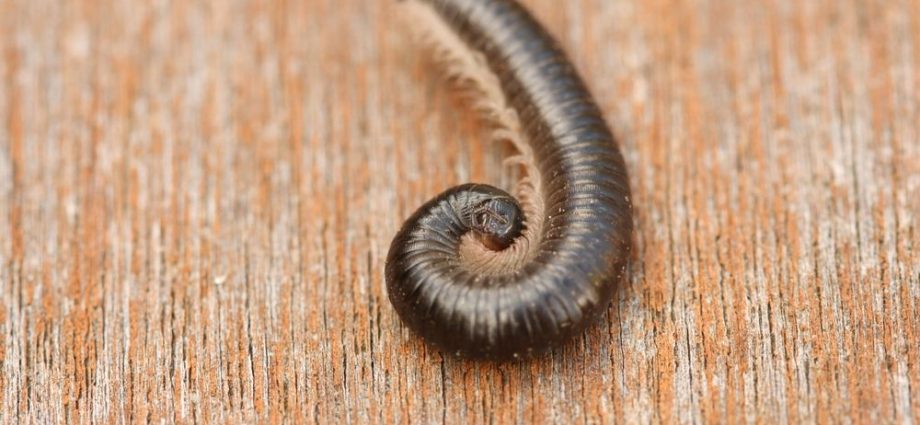 Train delays, stench and stuffiness. This is how millipedes work