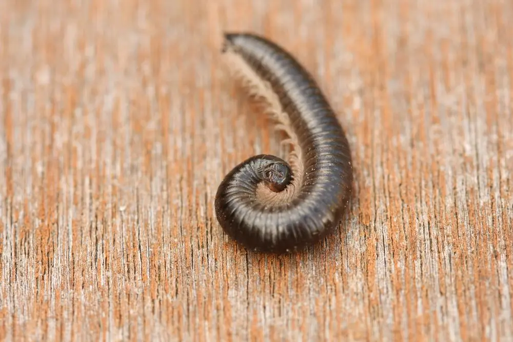 Train delays, stench and stuffiness. This is how millipedes work