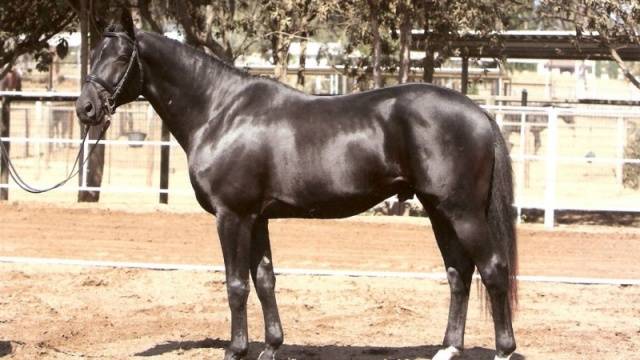 Trakehner horse breed