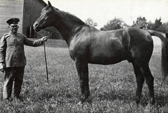 Trakehner horse breed