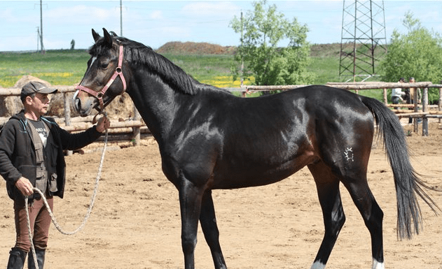 Trakehner horse breed