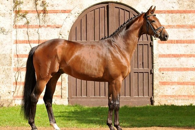 Trakehner horse breed