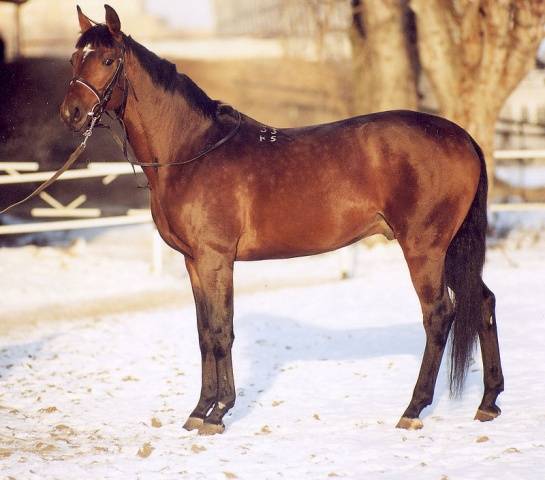 Trakehner horse breed