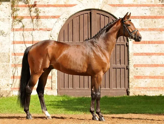 Trakehner horse breed