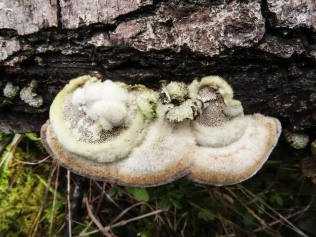 Trametes covered (Trametes fluffy): photo and description, medicinal properties