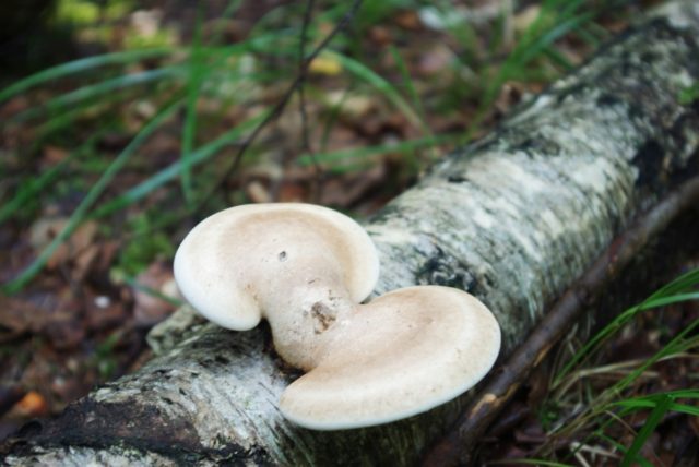 Trametes covered (Trametes fluffy): photo and description, medicinal properties