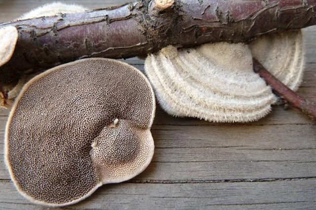 Trametes covered (Trametes fluffy): photo and description, medicinal properties