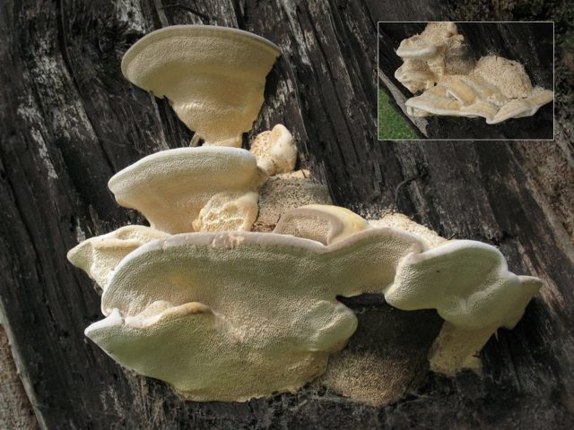 Trametes humpback (Tinder fungus humpback): photo and description, application