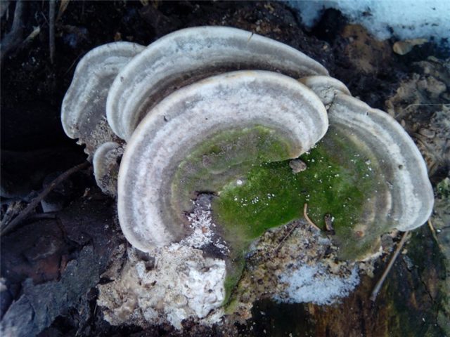 Trametes humpback (Tinder fungus humpback): photo and description, application