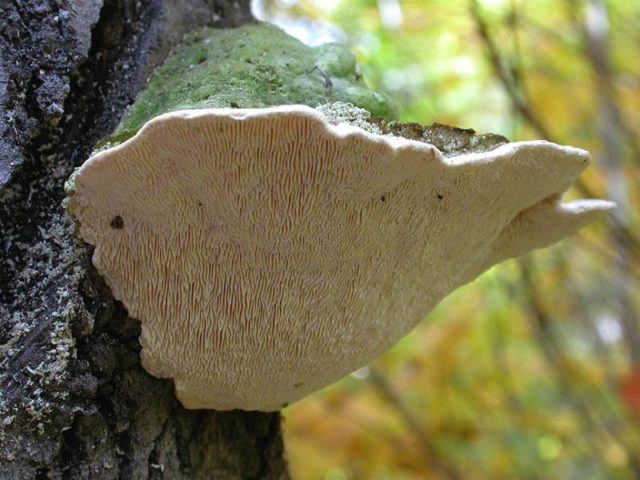 Trametes humpback (Tinder fungus humpback): photo and description, application