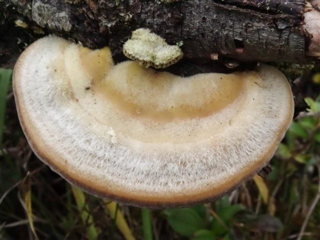 Trametes humpback (Tinder fungus humpback): photo and description, application