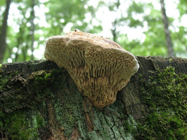 Trametes humpback (Tinder fungus humpback): photo and description, application