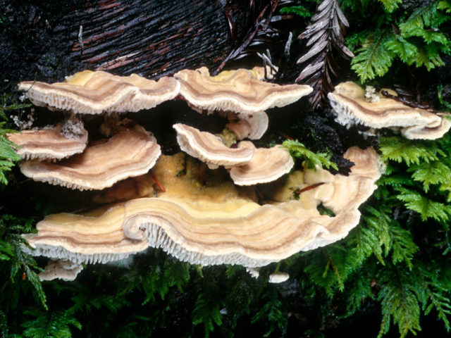 Trametes humpback (Tinder fungus humpback): photo and description, application