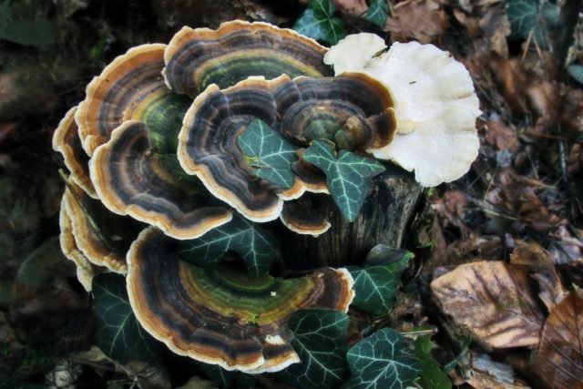 Trametes multi-colored (Tinder motley, multi-colored): medicinal properties and contraindications, photo and description