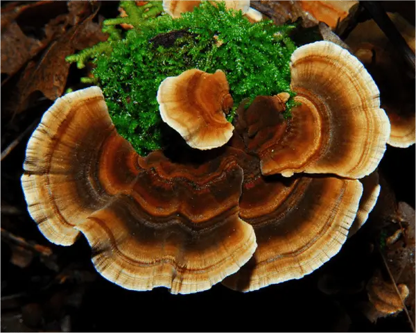 Trametes multi-colored (Tinder motley, multi-colored): medicinal properties and contraindications, photo and description