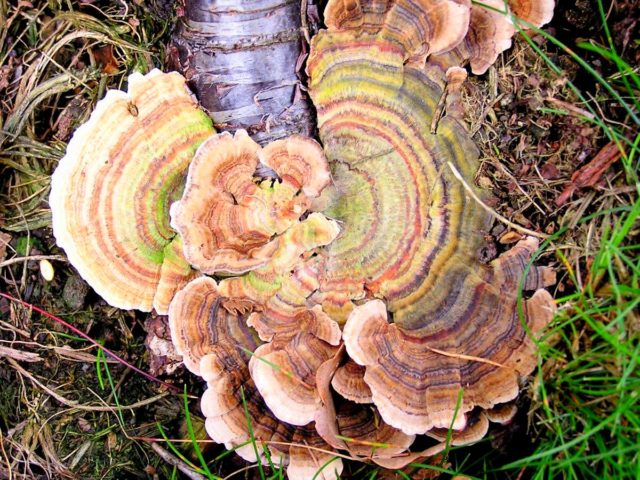 Trametes multi-colored (Tinder motley, multi-colored): medicinal properties and contraindications, photo and description