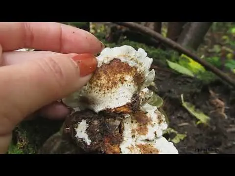 Trametes multi-colored (Tinder motley, multi-colored): medicinal properties and contraindications, photo and description